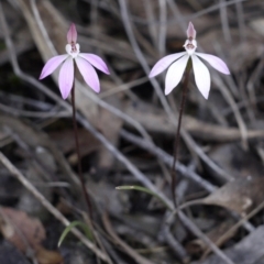 Caladenia fuscata (Dusky Fingers) at Aranda, ACT - 1 Oct 2016 by ColinMacdonald