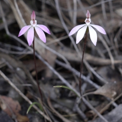 Caladenia fuscata (Dusky Fingers) at Point 5813 - 2 Oct 2016 by ColinMacdonald