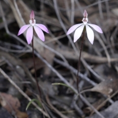 Caladenia fuscata (Dusky fingers) at Point 5813 - 1 Oct 2016 by ColinMacdonald