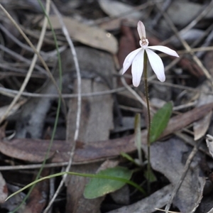 Caladenia fuscata at Point 5813 - 2 Oct 2016