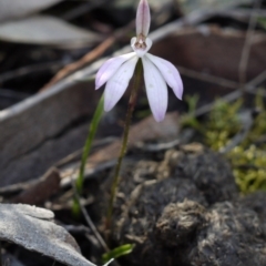 Caladenia fuscata at Point 5813 - 2 Oct 2016