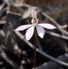 Caladenia fuscata (Dusky Fingers) at Aranda Bushland - 1 Oct 2016 by ColinMacdonald