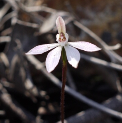 Caladenia fuscata (Dusky Fingers) at Aranda Bushland - 1 Oct 2016 by ColinMacdonald