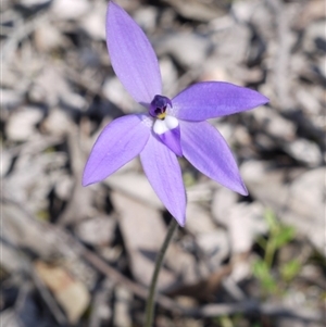 Glossodia major at Point 5813 - suppressed