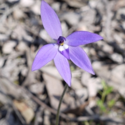 Glossodia major (Wax Lip Orchid) at Aranda Bushland - 1 Oct 2016 by ColinMacdonald