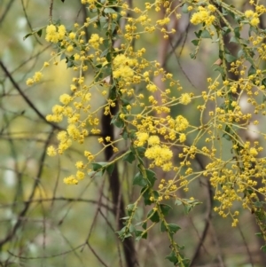 Acacia pravissima at Cotter River, ACT - 24 Sep 2016