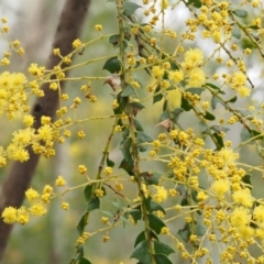 Acacia pravissima at Cotter River, ACT - 24 Sep 2016