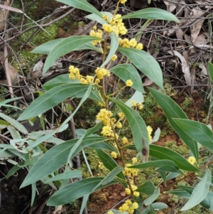 Acacia rubida at Cotter River, ACT - 24 Sep 2016 08:12 AM