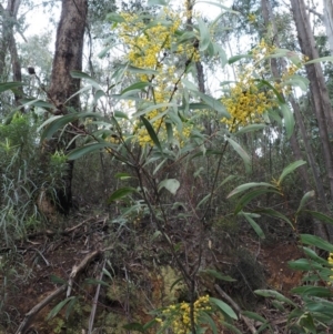 Acacia rubida at Cotter River, ACT - 24 Sep 2016 08:12 AM