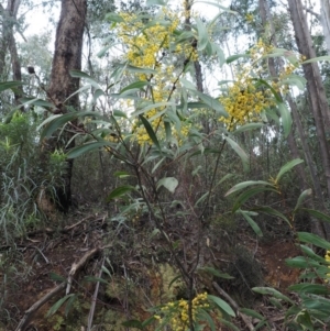 Acacia rubida at Cotter River, ACT - 24 Sep 2016