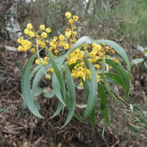 Acacia rubida at Cotter River, ACT - 24 Sep 2016