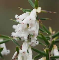 Leucopogon fletcheri subsp. brevisepalus (Twin Flower Beard-Heath) at Cotter River, ACT - 24 Sep 2016 by KenT