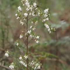 Leucopogon fletcheri subsp. brevisepalus at Cotter River, ACT - 24 Sep 2016