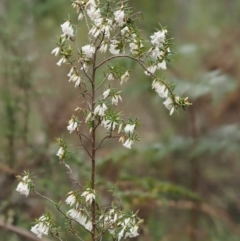 Styphelia fletcheri subsp. brevisepala at Cotter River, ACT - 24 Sep 2016 02:08 PM