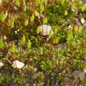 Rosulabryum sp. at Cotter River, ACT - 24 Sep 2016 10:30 AM