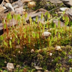 Rosulabryum sp. at Cotter River, ACT - 24 Sep 2016