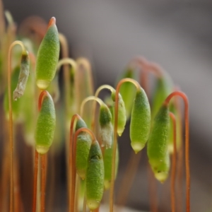 Rosulabryum sp. at Cotter River, ACT - 24 Sep 2016 10:30 AM