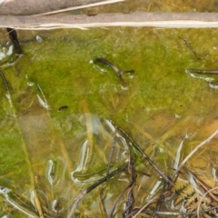 Oedogonium sp. (A filamentous green alga) at Namadgi National Park - 24 Sep 2016 by KenT