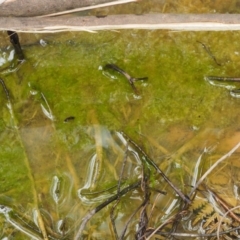Oedogonium sp. (A filamentous green alga) at Cotter River, ACT - 24 Sep 2016 by KenT