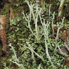 Cladonia sp. (genus) (Cup Lichen) at Cotter River, ACT - 24 Sep 2016 by KenT