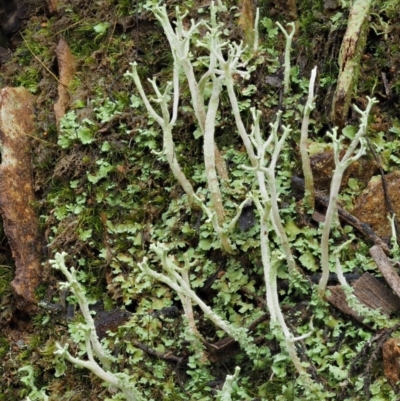 Cladonia sp. (genus) (Cup Lichen) at Cotter River, ACT - 23 Sep 2016 by KenT