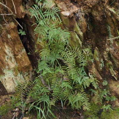 Gleichenia microphylla (Scrambling Coral Fern) at Cotter River, ACT - 24 Sep 2016 by KenT