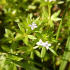 Galium murale (Small Bedstraw) at Red Hill, ACT - 2 Oct 2016 by MichaelMulvaney