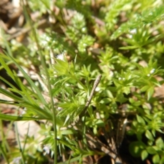 Galium murale at Red Hill, ACT - 2 Oct 2016 09:05 AM