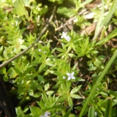 Galium murale at Red Hill, ACT - 2 Oct 2016 09:05 AM