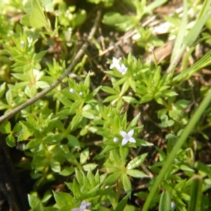 Galium murale at Red Hill, ACT - 2 Oct 2016 09:05 AM