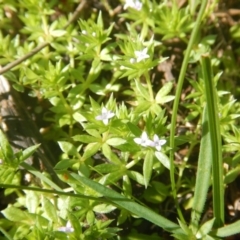 Galium murale at Red Hill, ACT - 2 Oct 2016 09:05 AM