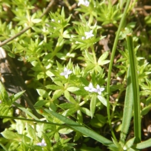 Galium murale at Red Hill, ACT - 2 Oct 2016 09:05 AM