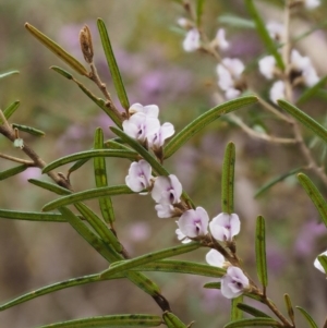 Hovea asperifolia subsp. asperifolia at Cotter River, ACT - 24 Sep 2016