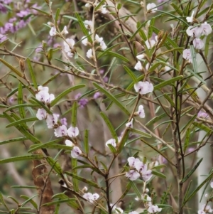 Hovea asperifolia subsp. asperifolia at Cotter River, ACT - 24 Sep 2016