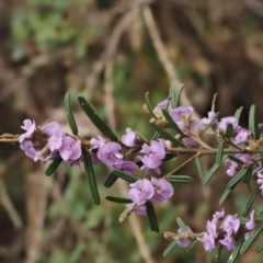 Hovea asperifolia subsp. asperifolia at Cotter River, ACT - 24 Sep 2016