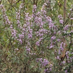 Hovea asperifolia subsp. asperifolia at Cotter River, ACT - 24 Sep 2016