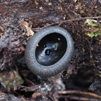 Plectania at Namadgi National Park - 24 Sep 2016 by KenT