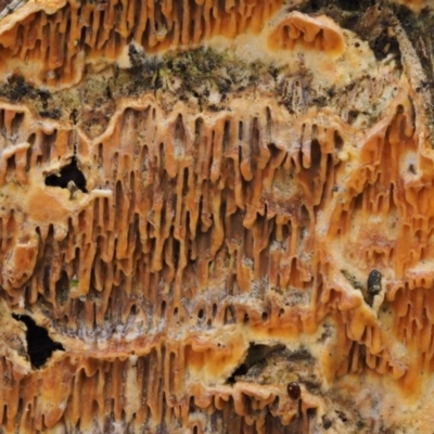 Unverified at Uriarra Village, ACT - 24 Sep 2016 by KenT