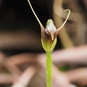 Pterostylis pedunculata at Cotter River, ACT - suppressed