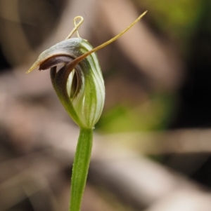 Pterostylis pedunculata at Cotter River, ACT - suppressed