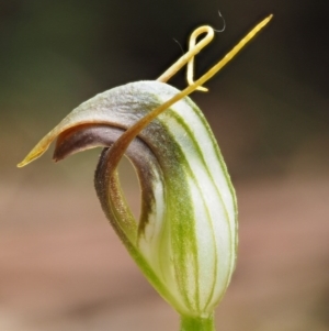 Pterostylis pedunculata at Cotter River, ACT - suppressed