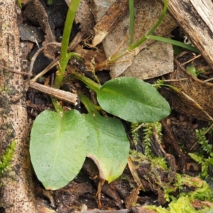 Pterostylis pedunculata at Cotter River, ACT - suppressed