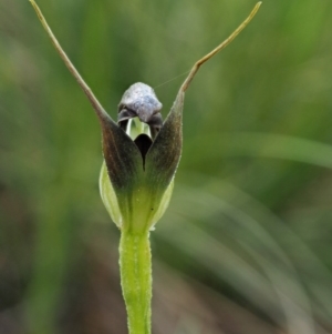 Pterostylis pedunculata at Cotter River, ACT - suppressed