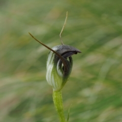 Pterostylis pedunculata at Cotter River, ACT - suppressed