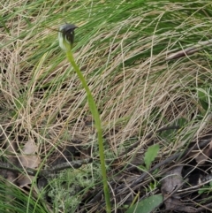 Pterostylis pedunculata at Cotter River, ACT - suppressed