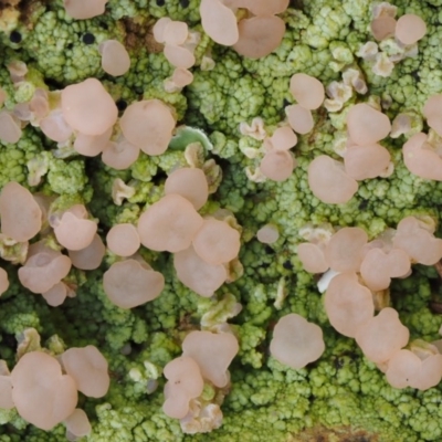 Baeomyces heteromorphus (A cap lichen) at Namadgi National Park - 23 Sep 2016 by KenT