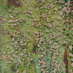 Baeomyces heteromorphus at Cotter River, ACT - 24 Sep 2016