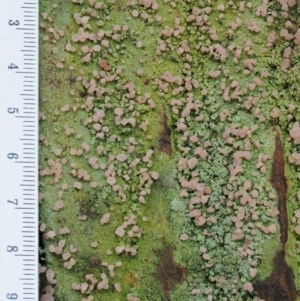 Baeomyces heteromorphus at Cotter River, ACT - 24 Sep 2016