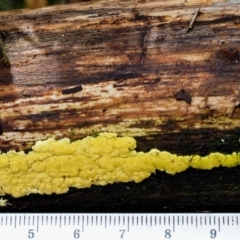 Hypocrea sulphurea group at Cotter River, ACT - 24 Sep 2016