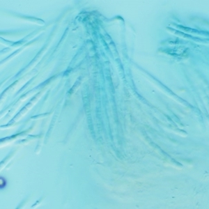 Hypocrea sulphurea group at Cotter River, ACT - 24 Sep 2016 12:26 PM